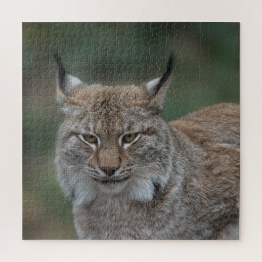 Lynx sieht dich an puzzle (Vertikal)