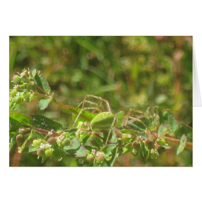 Lynx Spider (Vorderseite (Horizontal))