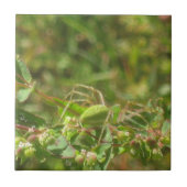 Lynx Spider Fliese (Vorderseite)