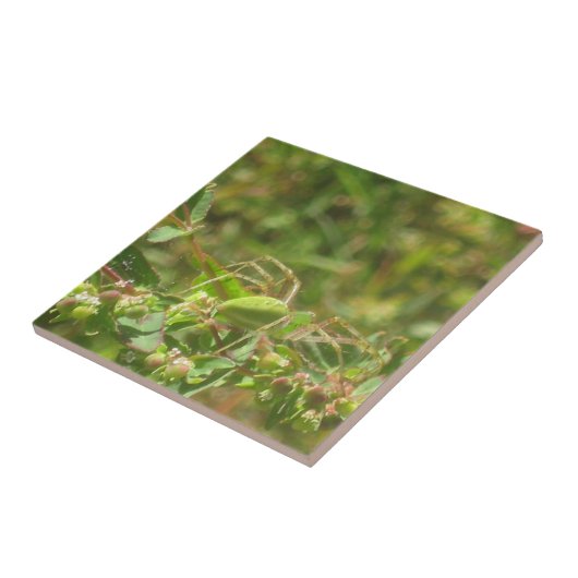 Lynx Spider Fliese (Seite)