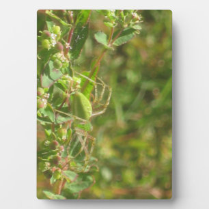 Lynx Spider Fotoplatte