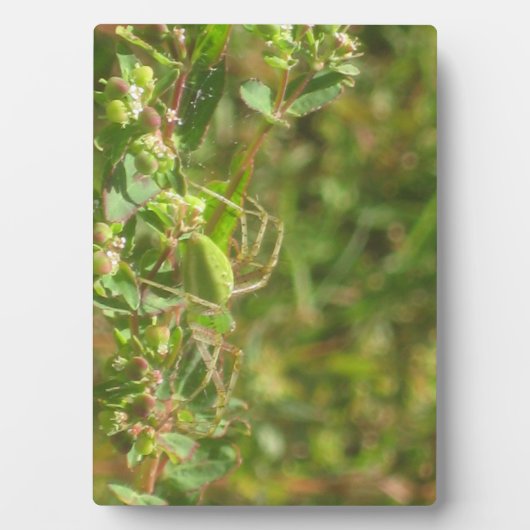 Lynx Spider Fotoplatte (Vorderseite)