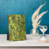 Lynx Spider Fotoplatte (Seite)