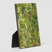 Lynx Spider Fotoplatte (Seite)