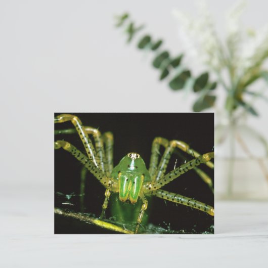 Lynx Spider Postkarte (Stehend Vorderseite)