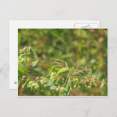 Lynx Spider Postkarte (Vorne/Hinten)