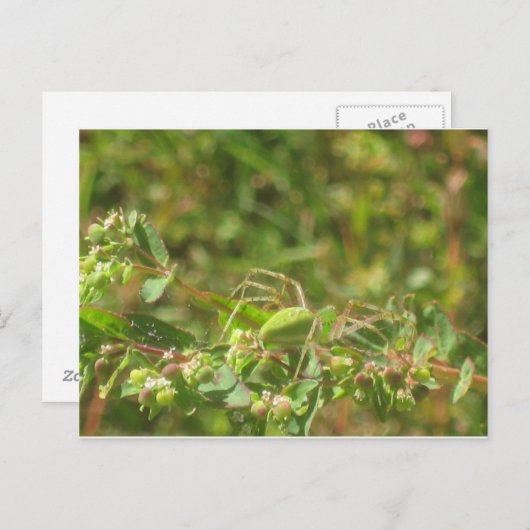 Lynx Spider Postkarte (Vorne/Hinten)