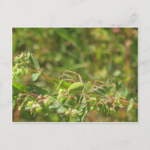 Lynx Spider Postkarte