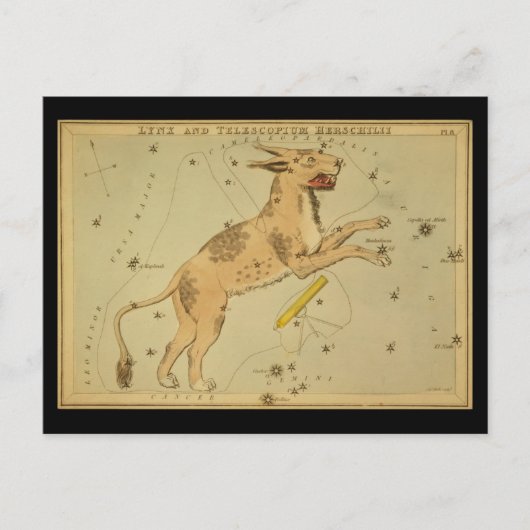 Lynx und Telescopium Herschilii Postkarte (Vorderseite)