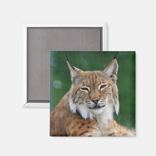 Lynx / Wildcat Magnet (Vorderseite/Rückseite)