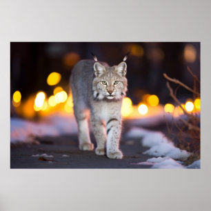 Lynx Wildlife Animal auf der Straße im Freien Poster