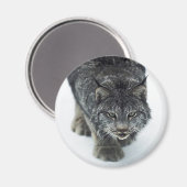 Lynx Winter Magnet (Vorderseite/Rückseite)