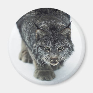 Lynx Winter Magnet