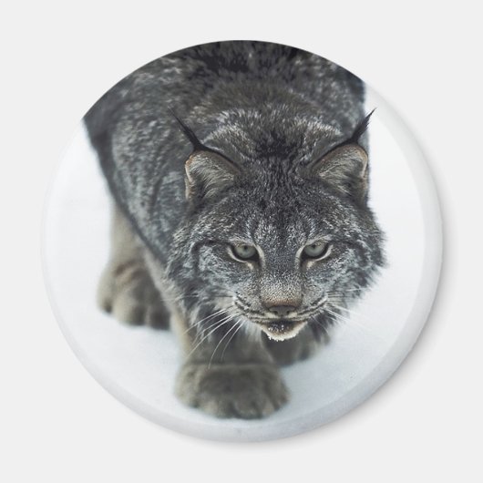 Lynx Winter Magnet (Vorne)