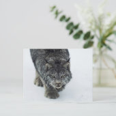 Lynx Winter Postkarte (Stehend Vorderseite)