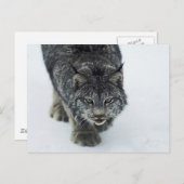 Lynx Winter Postkarte (Vorne/Hinten)