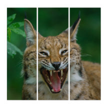 Lynx zeigt seine Zähne