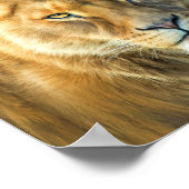 Lyon and Lioness African Royalty Art Poster/Prinz Poster (Ecke)