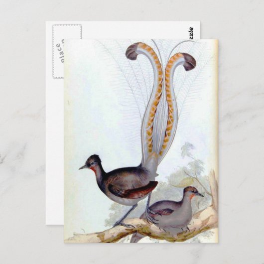 Lyre Bird Vintage Poster Postkarte (Vorne/Hinten)