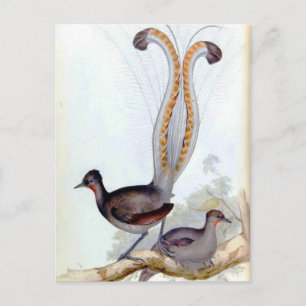 Lyre Bird Vintage Poster Postkarte