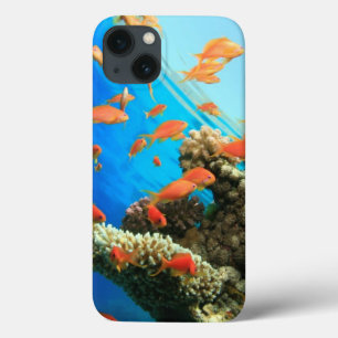 Lyretail anthias auf Korallenriff iPhone 13 Hülle