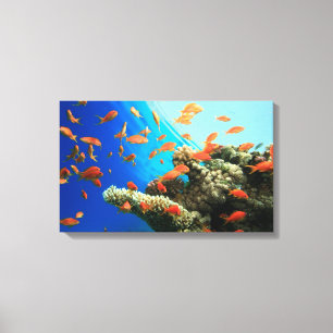 Lyretail anthias auf Korallenriff Leinwanddruck