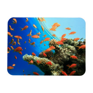 Lyretail anthias auf Korallenriff Magnet