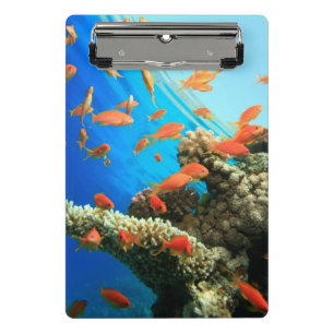 Lyretail anthias auf Korallenriff Mini Klemmbrett