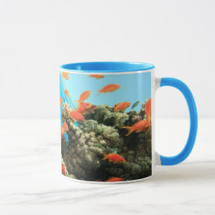 Lyretail anthias auf Korallenriff Tasse