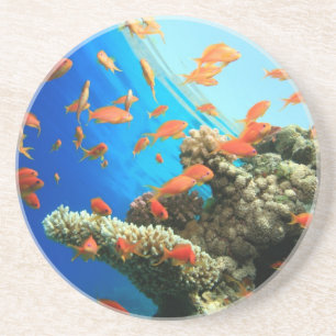 Lyretail anthias auf Korallenriff Untersetzer