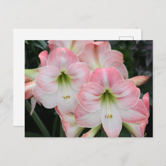 Lys-Postkarte Postkarte (Vorne/Hinten)