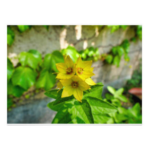 Lysimachia punctata fotodruck