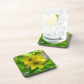 Lysimachia punctata getränkeuntersetzer (Rechte Seite)