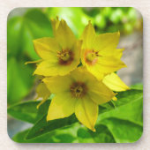 Lysimachia punctata getränkeuntersetzer (Vorderseite)