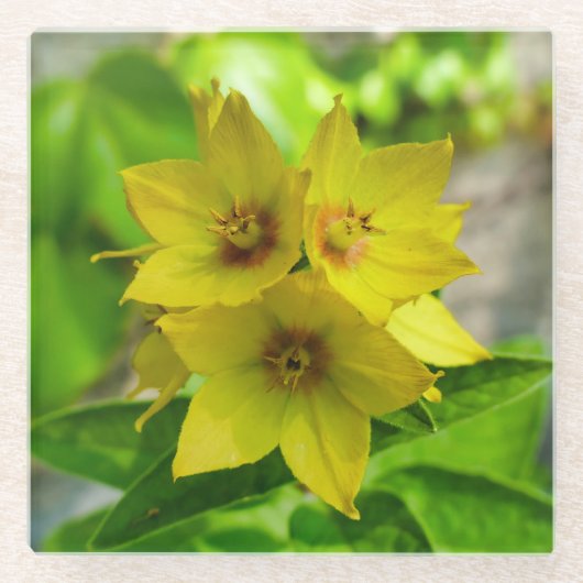 Lysimachia punctata glasuntersetzer (Vorderseite)