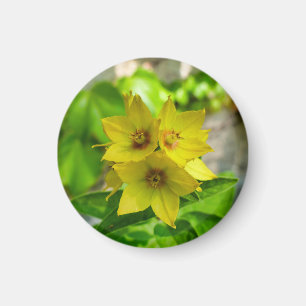 Lysimachia punctata Magnet