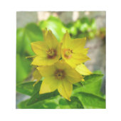 Lysimachia punctata notizblock (Vorderseite)