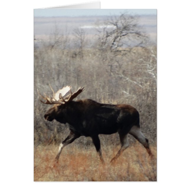 M10 Bull Moose (Vorne)