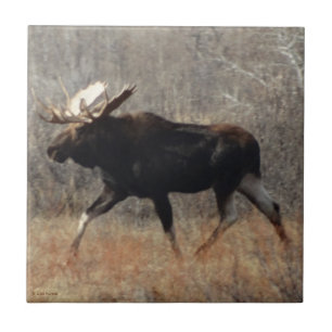 M10 Bull Moose Fliese