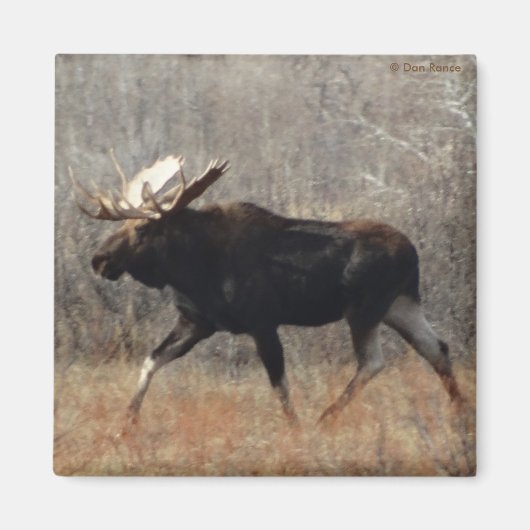 M10 Bull Moose Magnet (Vorne)