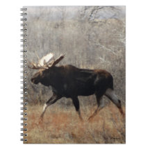 M10 Bull Moose
