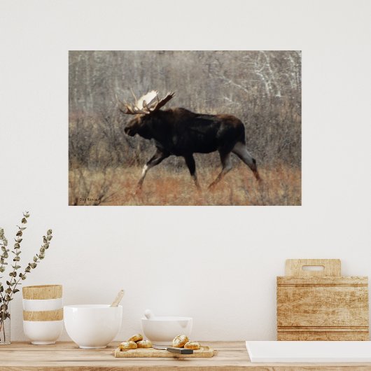 M10 Bull Moose Poster (Küche)