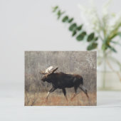 M10 Bull Moose Postkarte (Stehend Vorderseite)