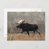M10 Bull Moose Postkarte (Vorne/Hinten)