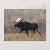 M10 Bull Moose Postkarte (Vorderseite)