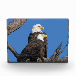 M15 & F23 - Ein neues Paar Fotoblock