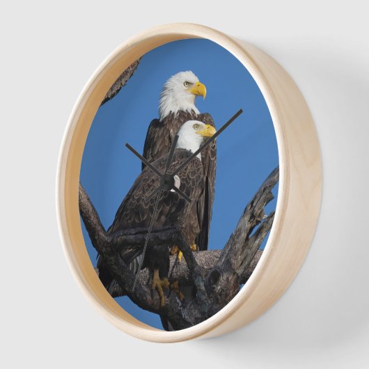 M15 & F23 - Neues Paar in der Nestmauer Uhr (Winkel)