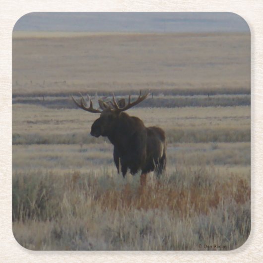 M1 Bull Elch Rechteckiger Pappuntersetzer (Vorderseite)