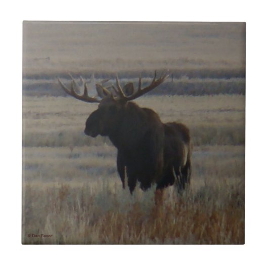 M1 Bull Moose Big Bull Fliese (Vorderseite)