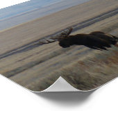 M1 Bull Moose Big Bull Poster (Ecke)